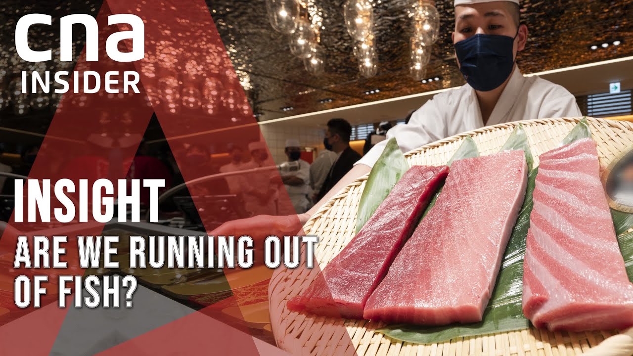 Asia's Shrinking Fish Stocks: What Happens When We Run Out Of Fish? | Insight | Full Episode