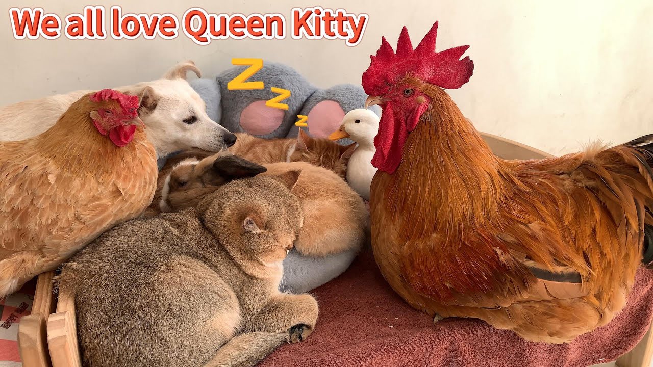Queen Kitty urgently convened an animal family meeting, but the rooster and the puppy were late!