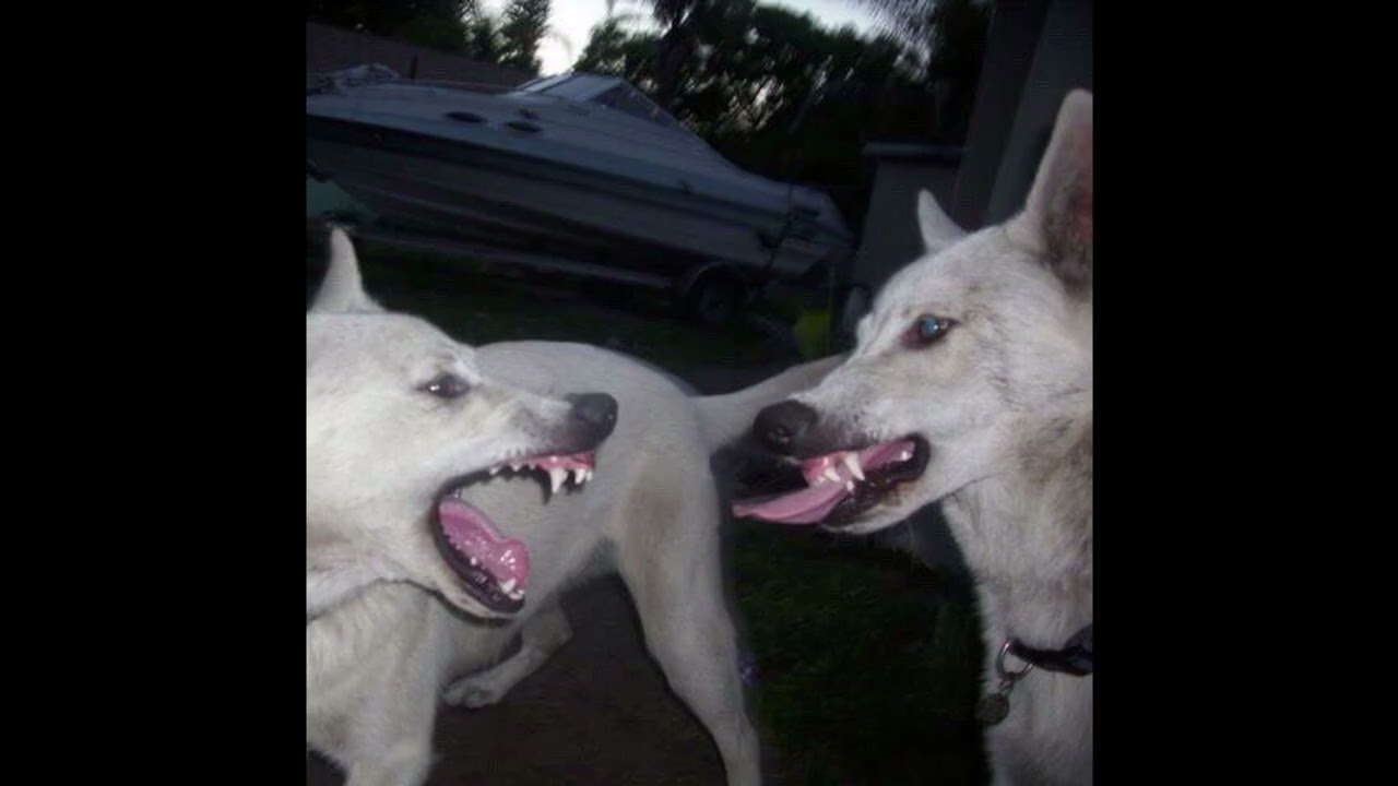 (free) fakemink + PureSnow type beat - 