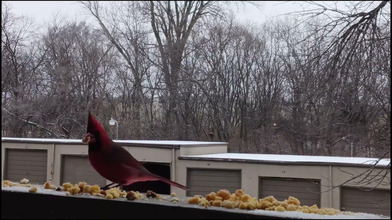 Cardinal with crest standing tall
