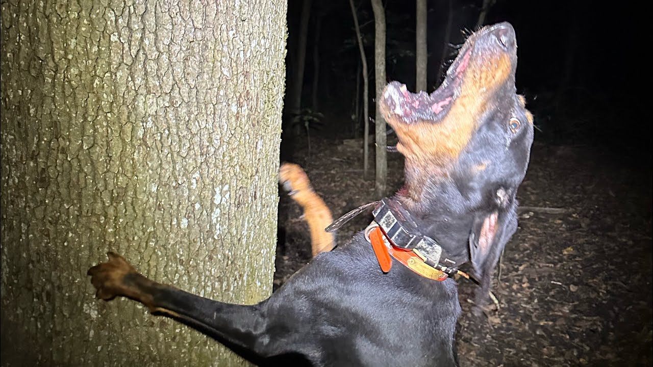 Coon Hunting !! Short hunt with Cash man!!