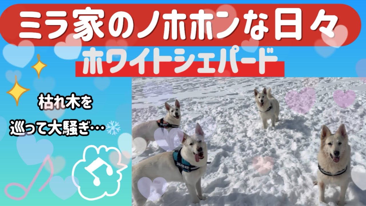 【ミラ家のノホホンな日々】枯れ木を巡って大騒ぎ…❄️#ホワイトシェパード #大型犬のいる生活 #doglife #snow #winter 