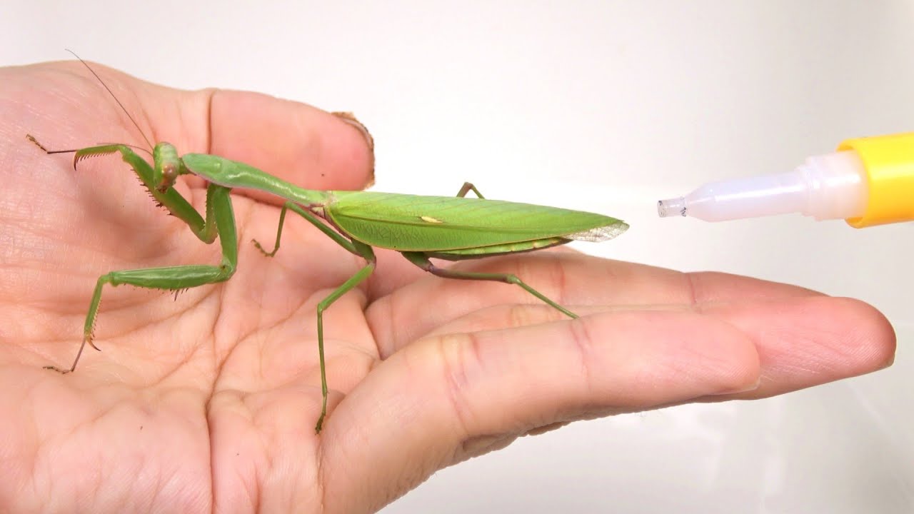 寄生されたカマキリのお尻を接着剤で封印すると...