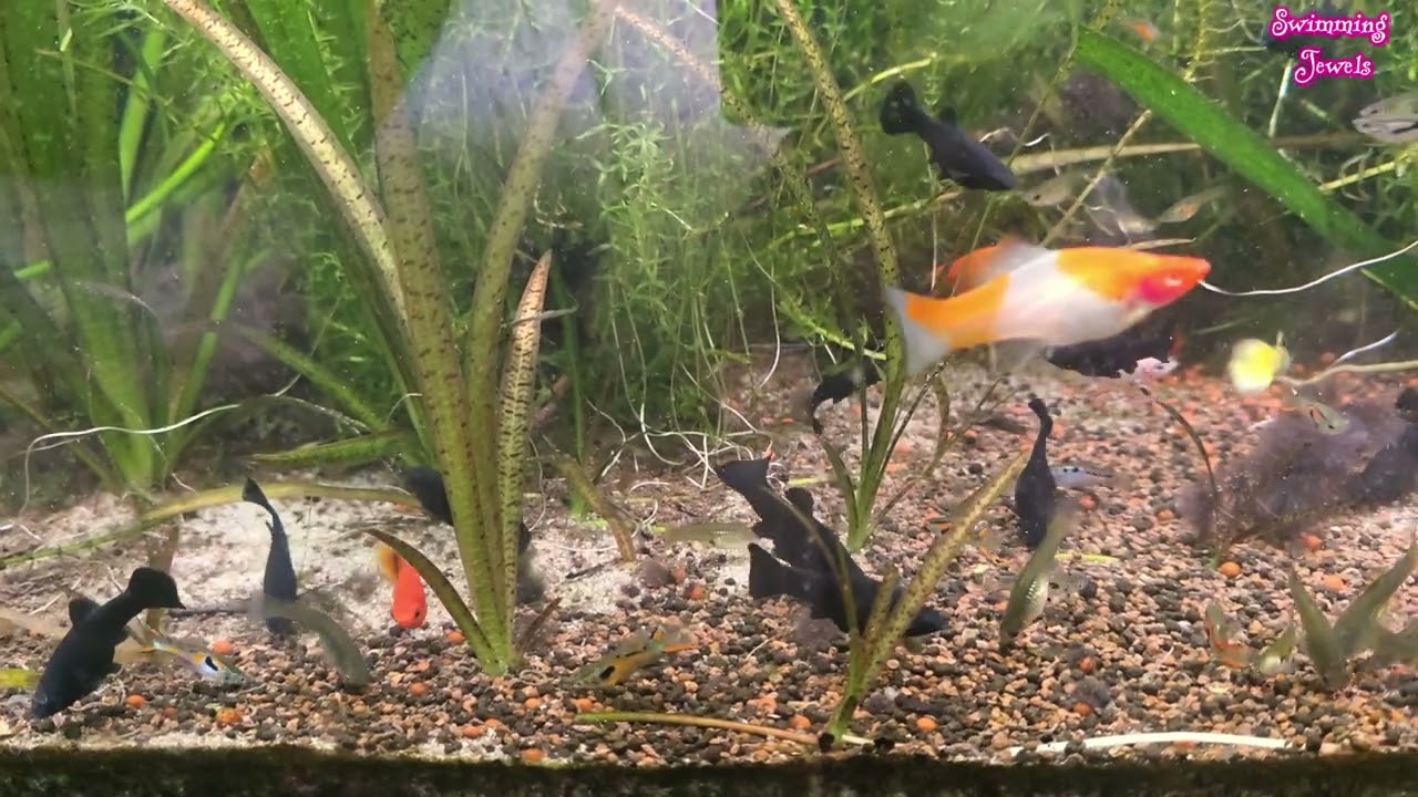Relaxation - feeding time/Brine shrimp