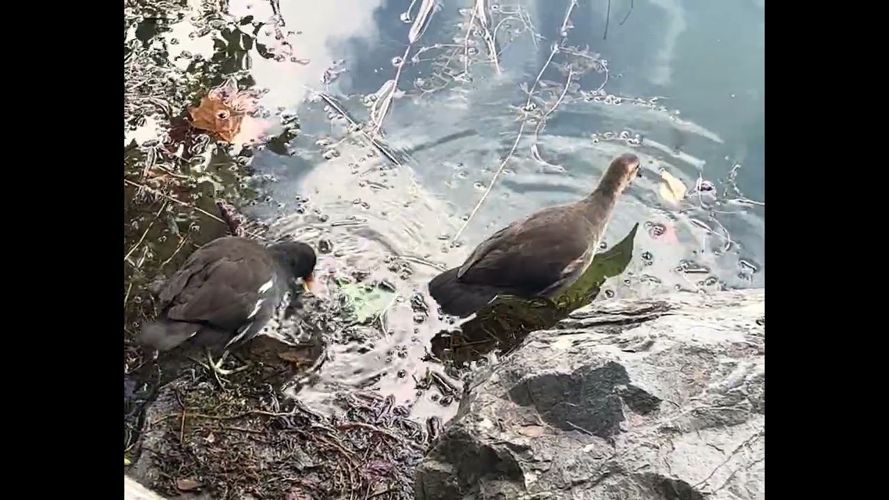 鳥、友情