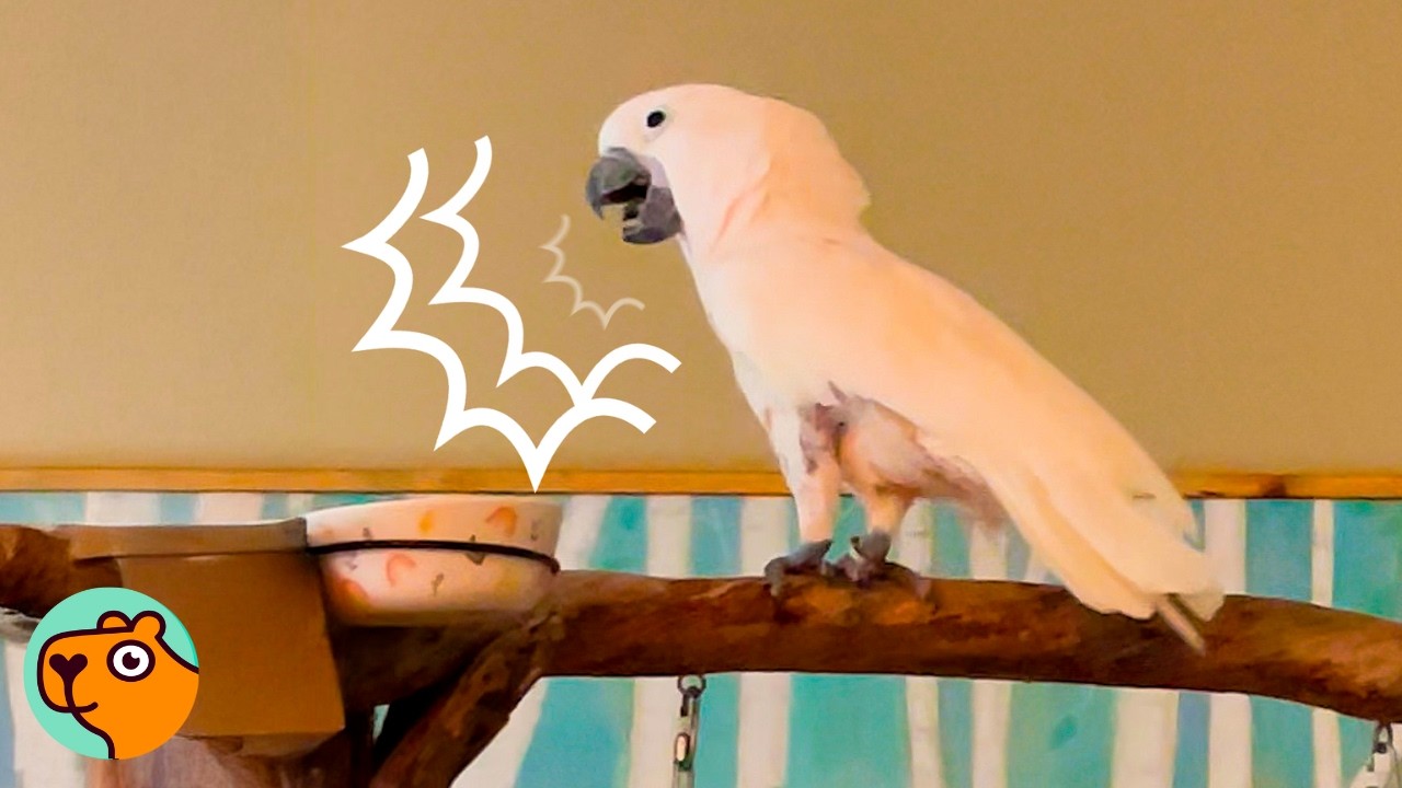 Grumpy Cockatoo Hissed At Everyone Until He Met HER | Cuddle Buddies