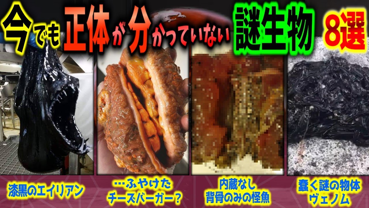 【閲覧注意】正体不明!! 謎すぎて新種かどうかすら分かっていないヤバい生物 8選【ゆっくり解説】【新種/UMA/エイリアン/ヴェノム】