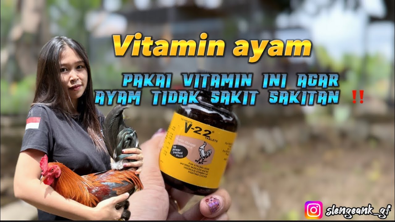 5 VITAMIN WAJIB AGAR AYAM SEHAT DAN KUAT ‼️ ( ayam tidak mudah sakit )