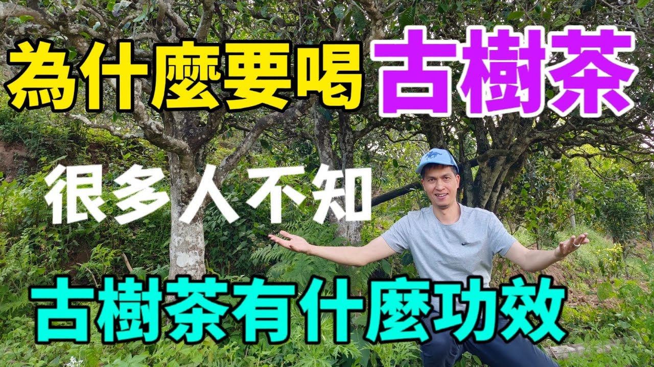 【古樹茶】為什麼要喝古樹茶？古樹茶好喝的根本原因？