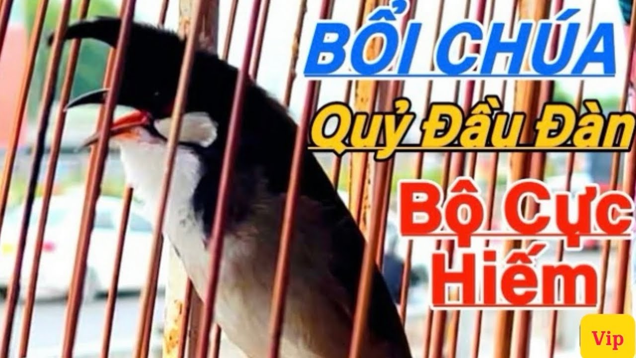 21/12-Siêu Phẩm Bổi Chúa Tê Quỷ/Bộ Khủng Mặt Dữ Phách Chơi Siêu Ché/Nhậy Cầu Bung Xoè Cánh Bướm 