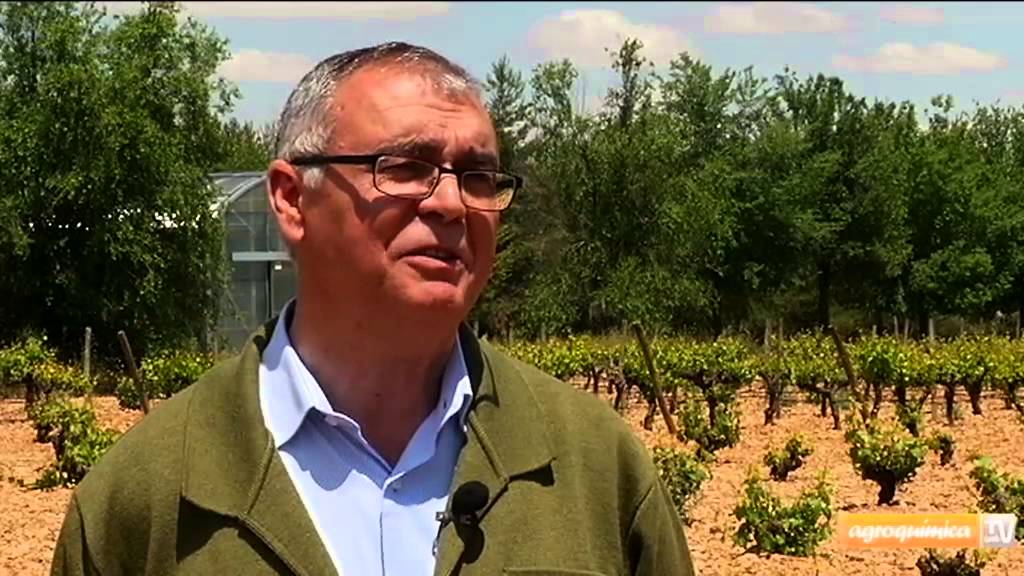 Prevención de mildiu en viñedo