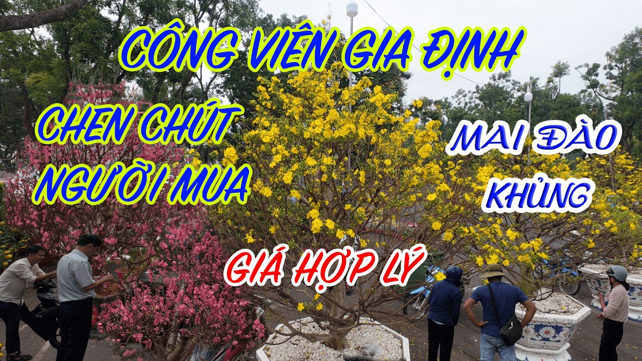 Cập Nhật Mai Kiểng Công Viên Gia Định Tết 2026 - Mai, Đào, Tắc, Cúc Nở Rộ – Giá Cả Phải Chăng
