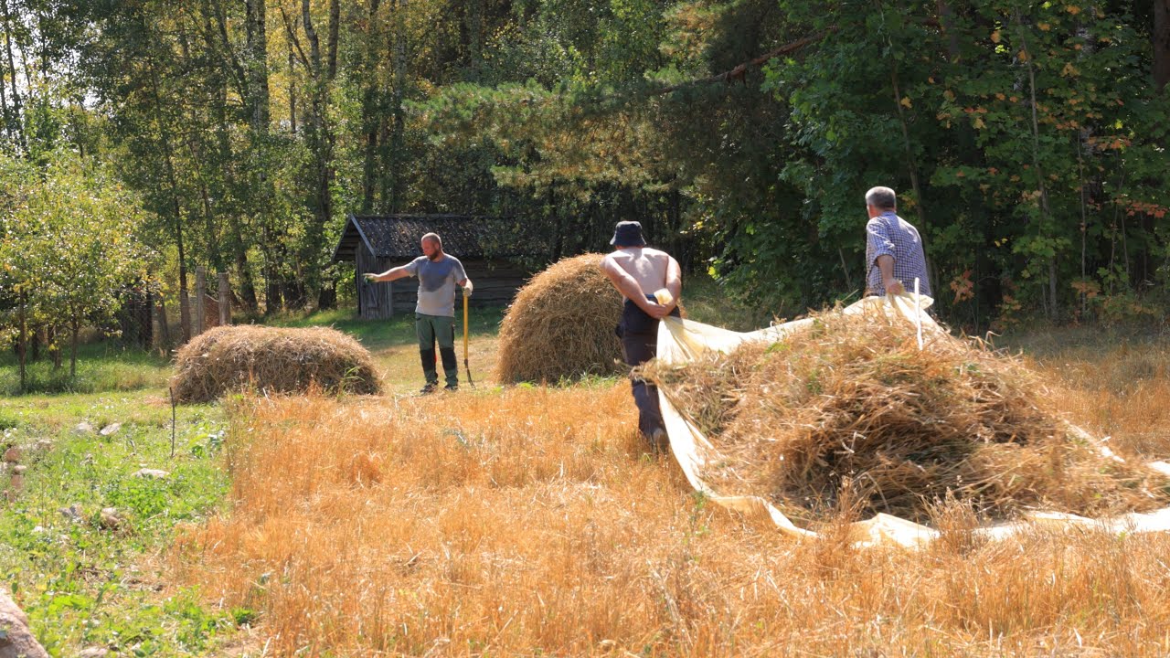 Simple Village Life. Traditional haymaking in the village. New wooden walls