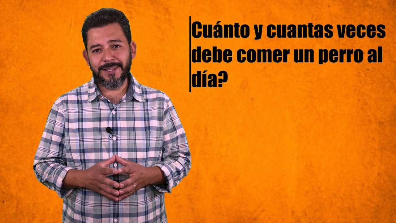 Cuánto debe comer mi perro y cuantas veces | Alimentación correcta