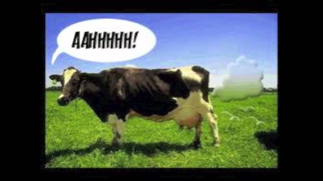 I am cow