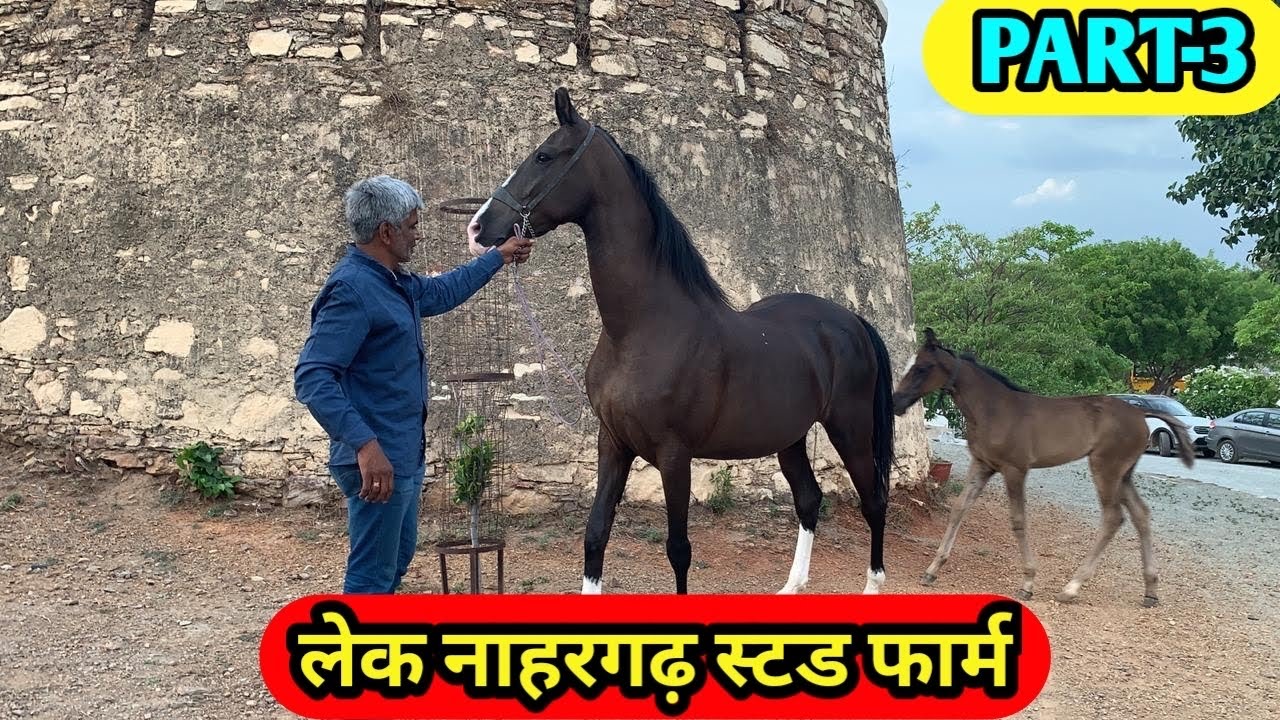 Beautiful horse / लेक नाहरगढ़ स्टड फ़ार्म
