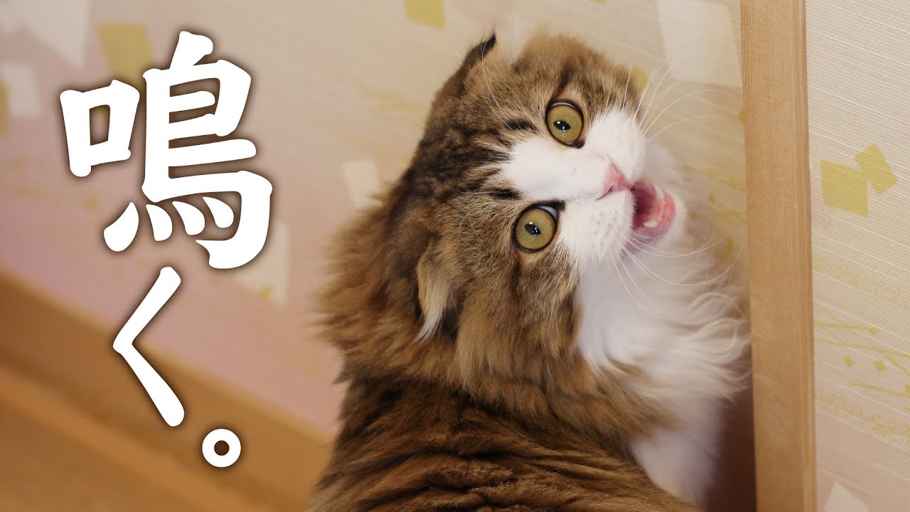 【鳴き声】遊んで欲しくて何度もニャーニャー鳴いて訴えるもふ猫