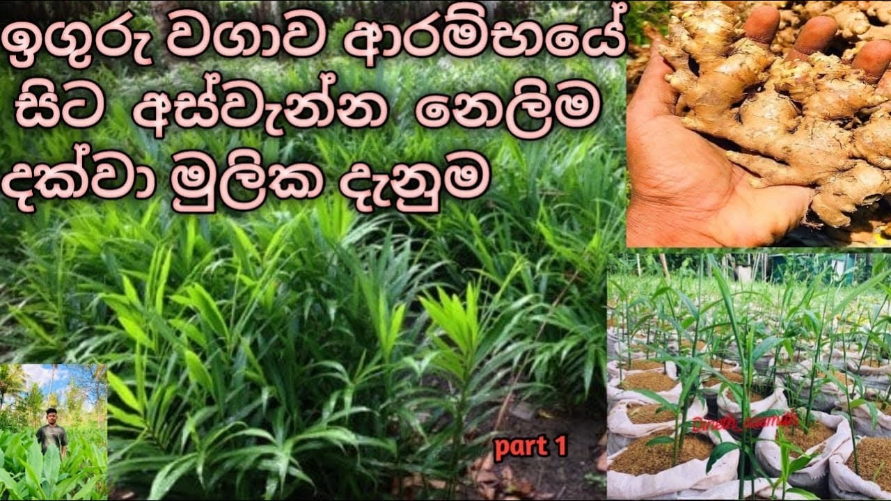 ඉගුරු වගා කිරිමේ සිට අස්වැන්න නෙලිම දක්වා මුලික දැනුම සරලව prt 1 / #iguru #ඉගුරු #ginger #ඉගුරුවගාව 