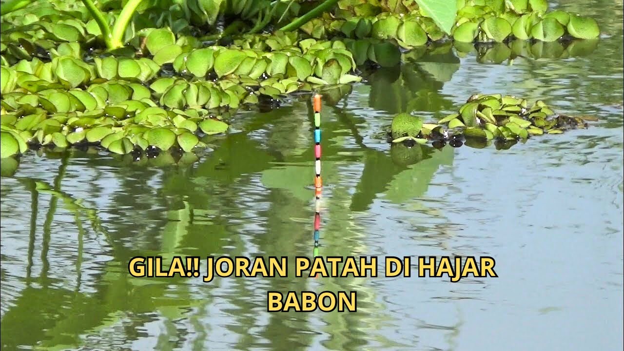 Nila babon bikin trauma!! mancing baru mulai joranku patah seketika