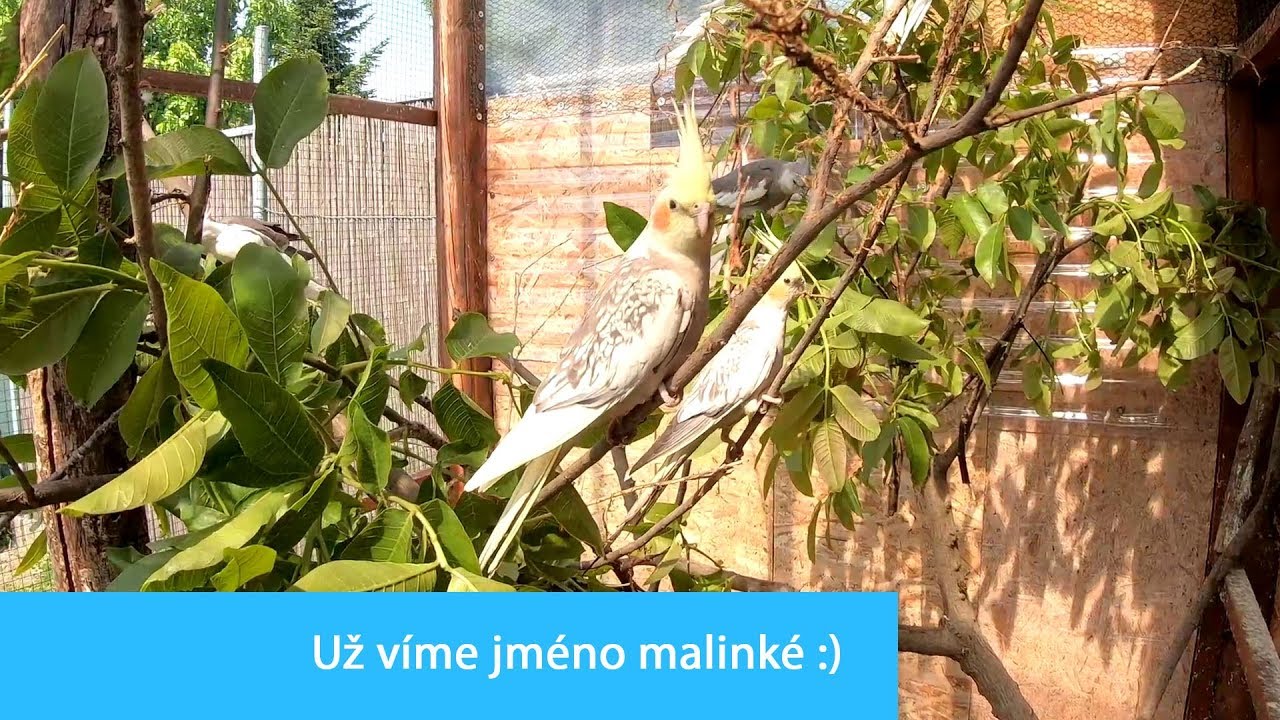 Už v&iacute;me jm&eacute;no malink&eacute; :) / New baby cockatiel 2019│KorelyEu