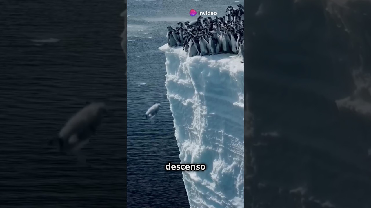 El Valiente Salto de los Ping&uuml;inos Emperador en la Ant&aacute;rtida!🐧Like y Suscr&iacute;bete!  #shorts  #ping&uuml;ino
