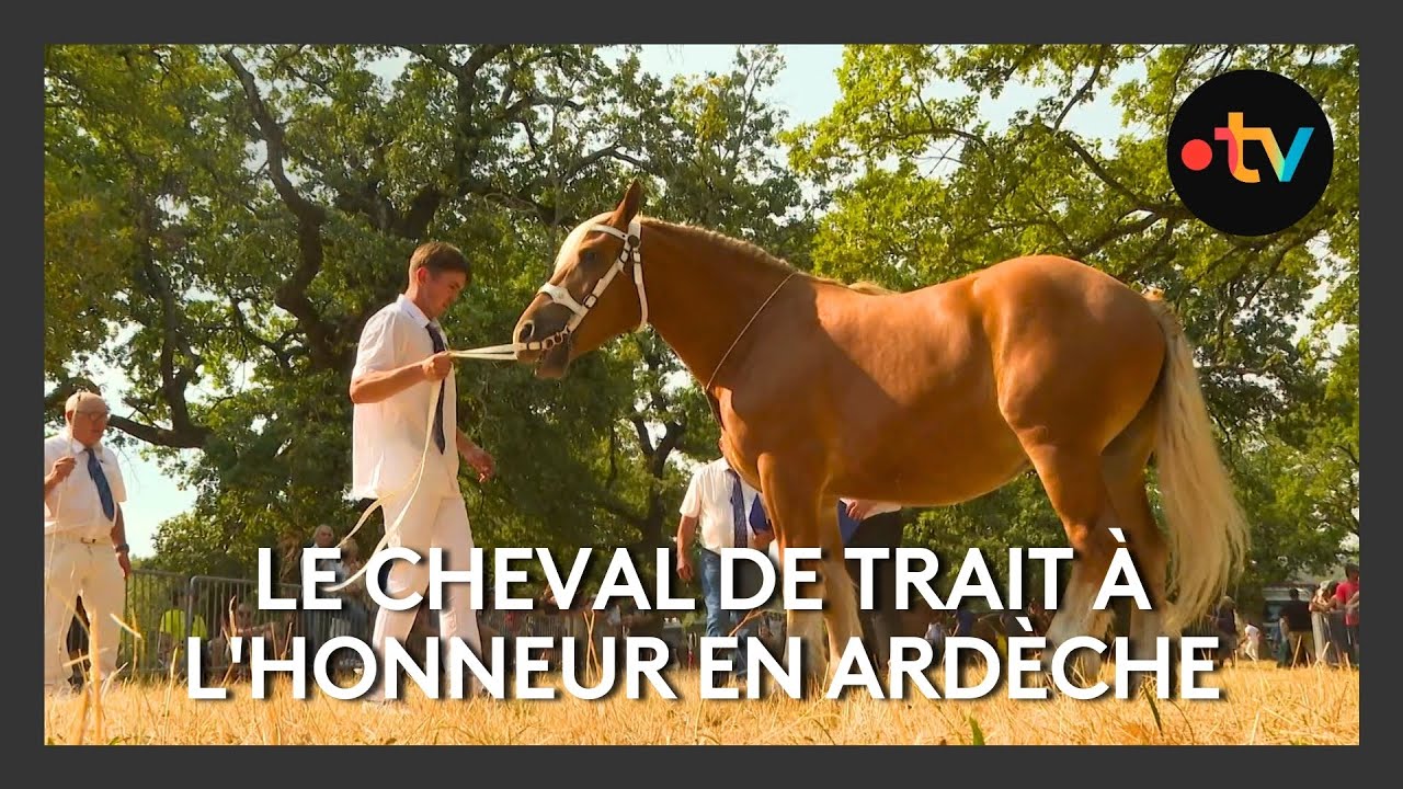Le cheval de trait à l'honneur à la fête du cheval à Mirabel en Ardèche