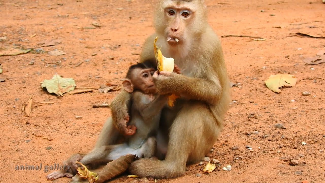 Give me banana mom! Rex wanted to eat banana and tried to get some slices of banana from Rose