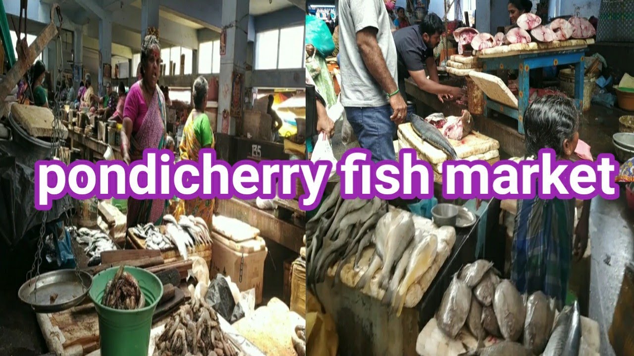 pondicherry fish market (pondicherry@mnvlogs433 )