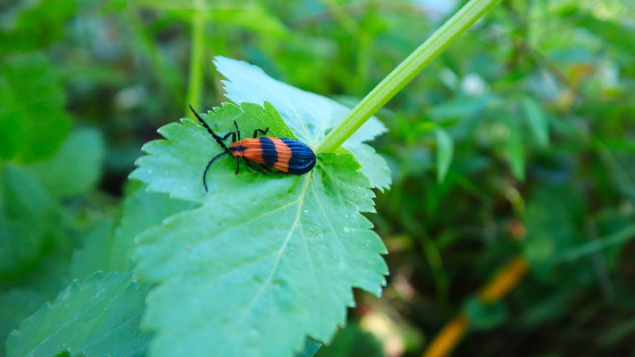 Haben Sie DIESEN K&auml;fer gesehen? Die Rolle(n) des Netzfl&uuml;glers in Ihrem &ouml;kologischen Garten!
