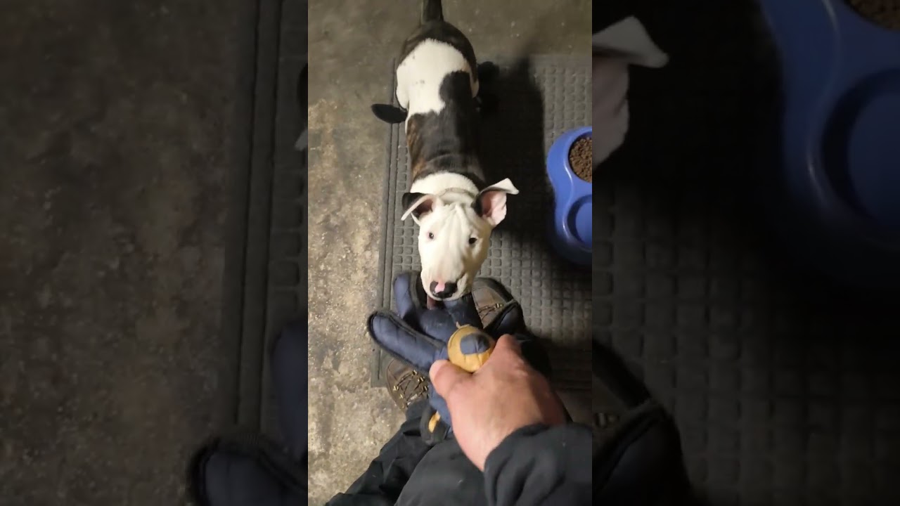 Bullymax dog food Mini bullterrier Dior looks flawless