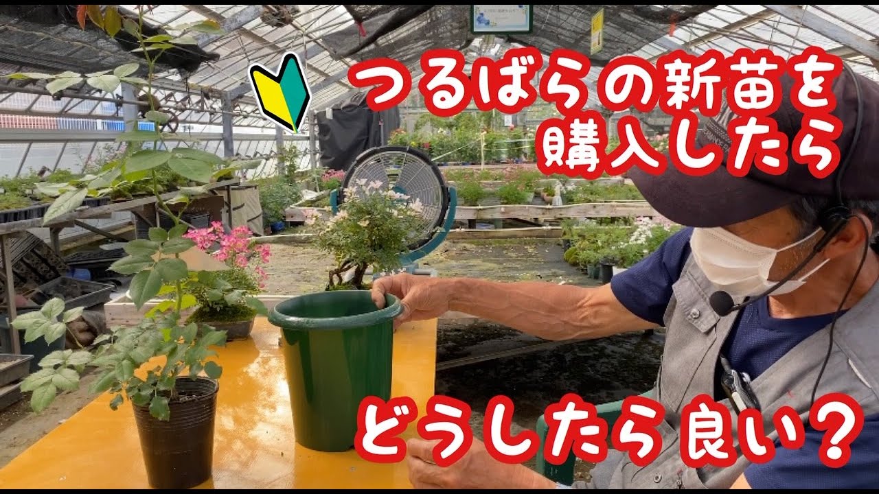 【初心者向け】つるばら(新苗)購入後の手入れのお話