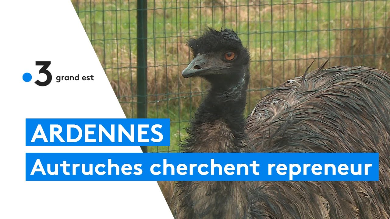 À Autruche, l'élevage d'autruches cherche un repreneur