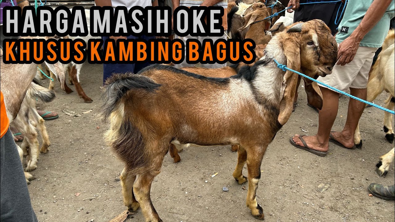 Update Harga Kambing di Pasar Hewan Wlingi-Blitar. Selasa, 24 Februari 2026 