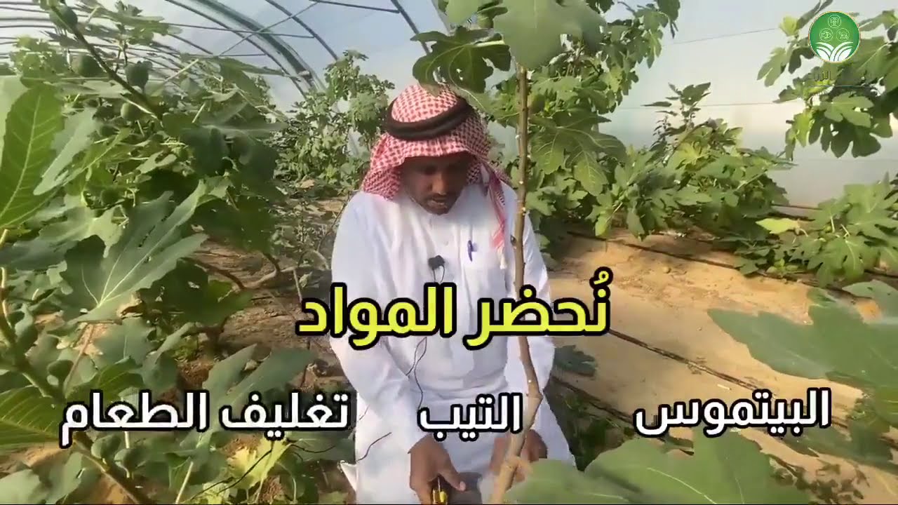 إكثار أشجار التين بالترقيد الهوائي بداية من جرح الغصن وحتى الغرس  عباس منصور آل ضاحي