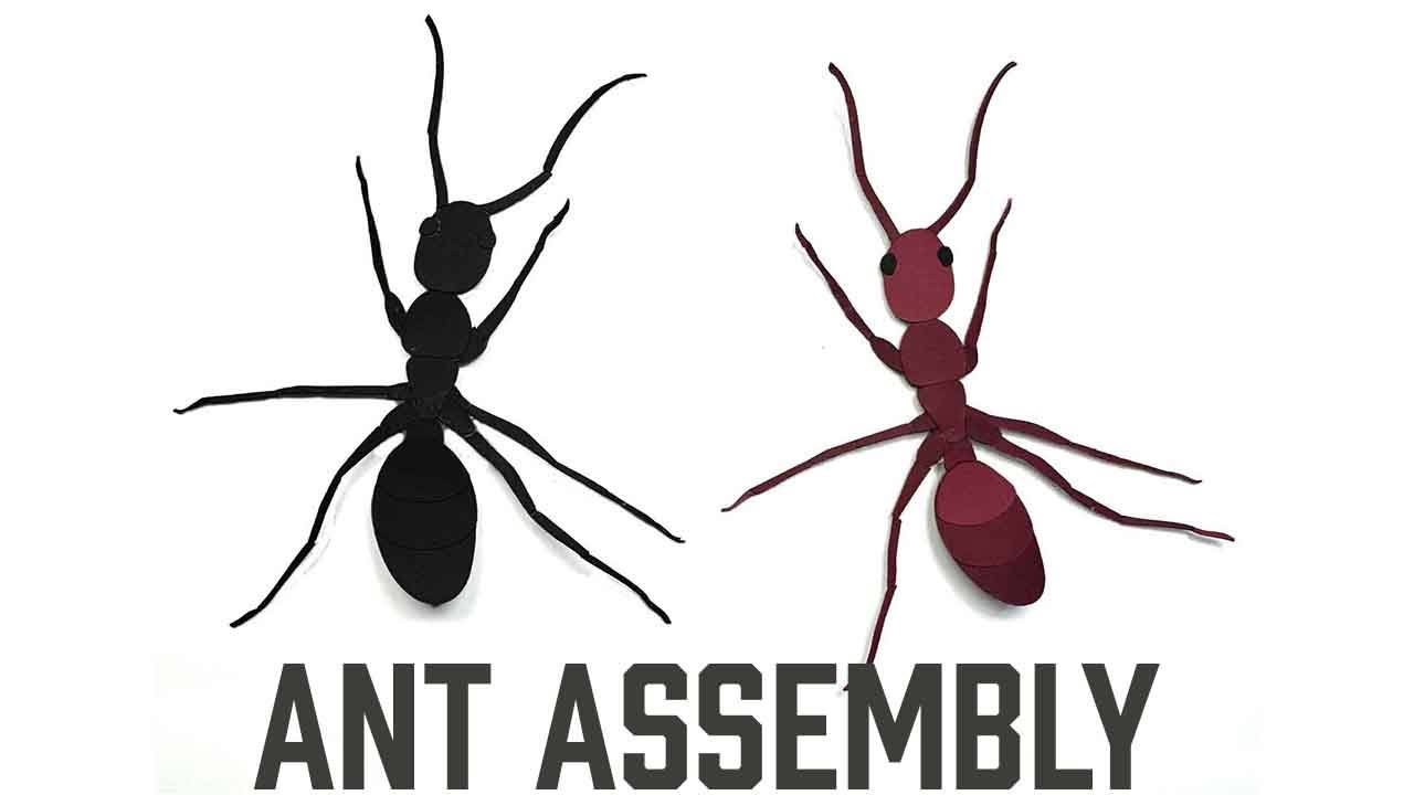 Ant Assembly