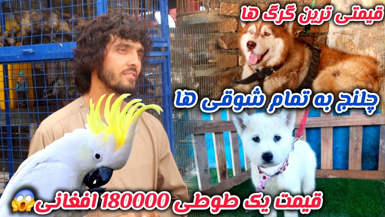 چلنج حمید بچه حاجی به تمام شوقی ها گرگ 30000 دالری حمید بچه حاجی