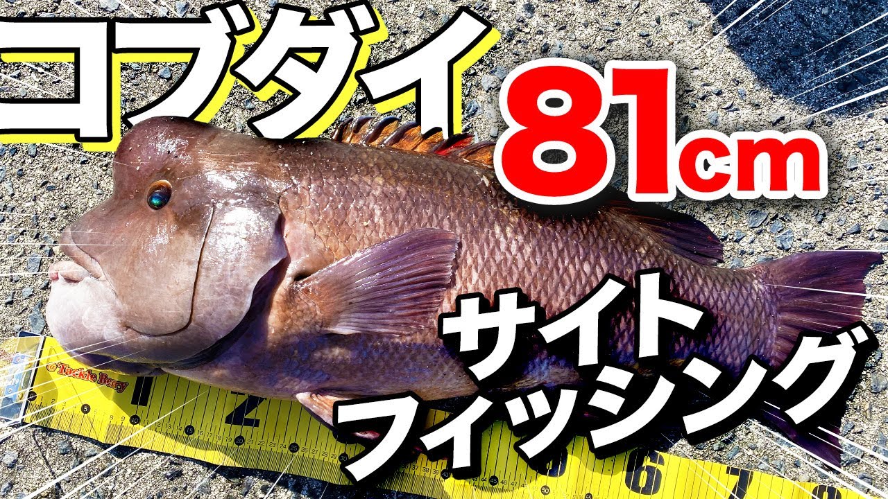 サイトフィッシングで大物コブダイを釣る！広島県倉橋町の鹿島でかぶせ釣り！