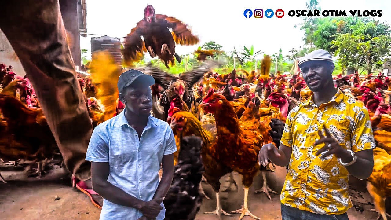 The Largest Chicken Farm in Gulu City // Owned by An Inspiring Youth