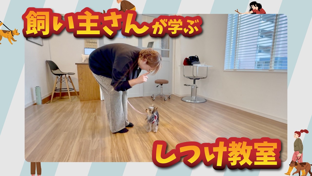 【飼い主さんが学ぶしつけ教室】ヨークシャーテリア ルルちゃん丨基礎強化回 着実な成長