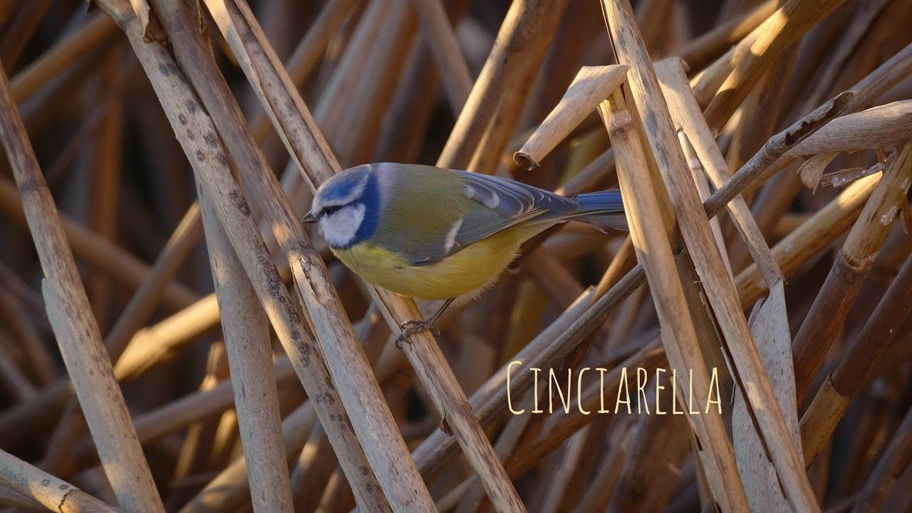 Cinciarella