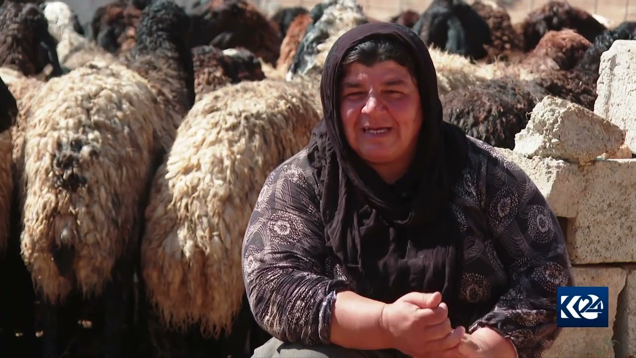 ساڵانە لە دوو کاتی جیاواز بزن و مەڕ دەشۆردرێن