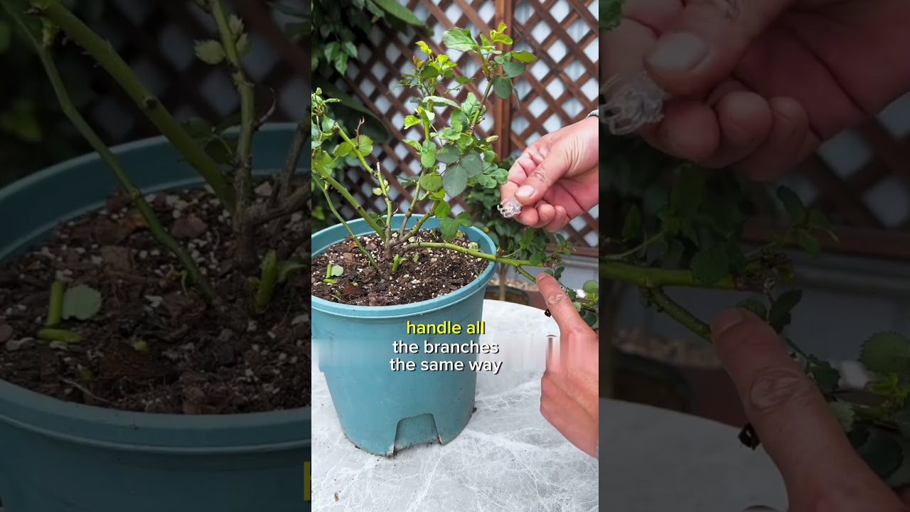 Bending rose branches to promote budding  #ALoutGardan #FlowerCareDiary #PlantsAndFlowers #Roses
