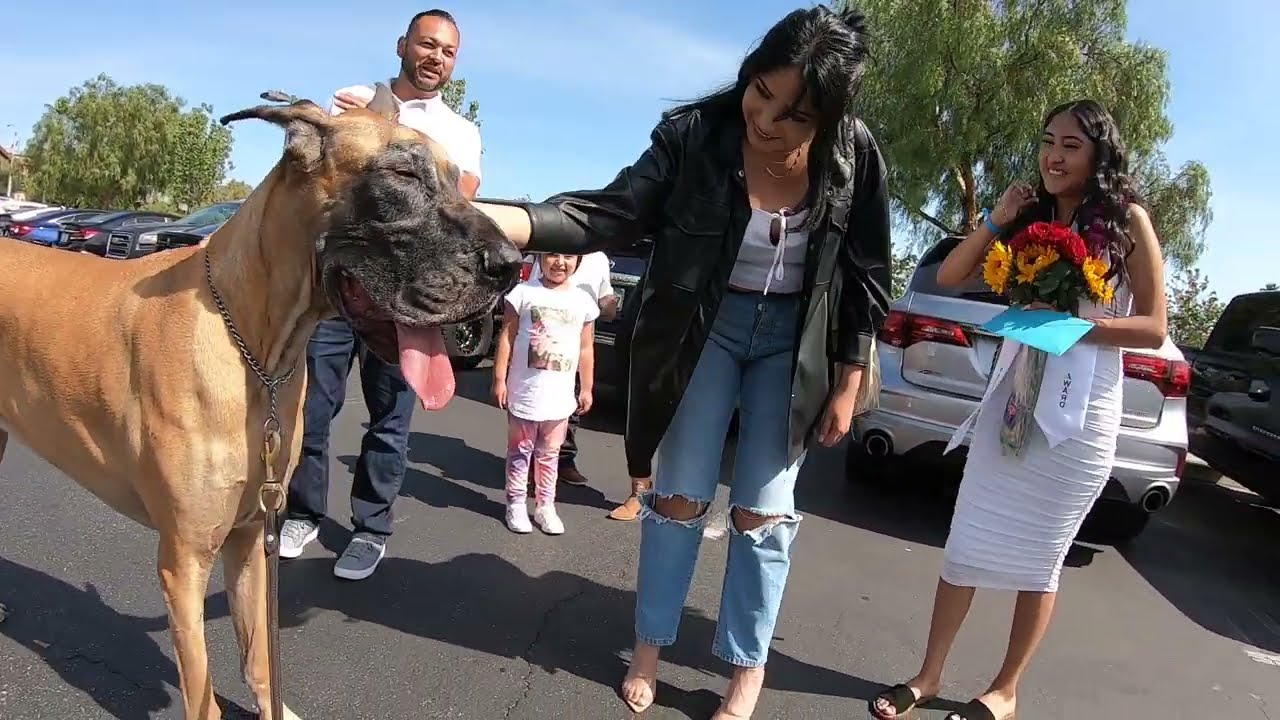 Cash 2.0 Great Dane at Victoria Gardens outdoor shopping mall in Rancho Cucamonga, California 1