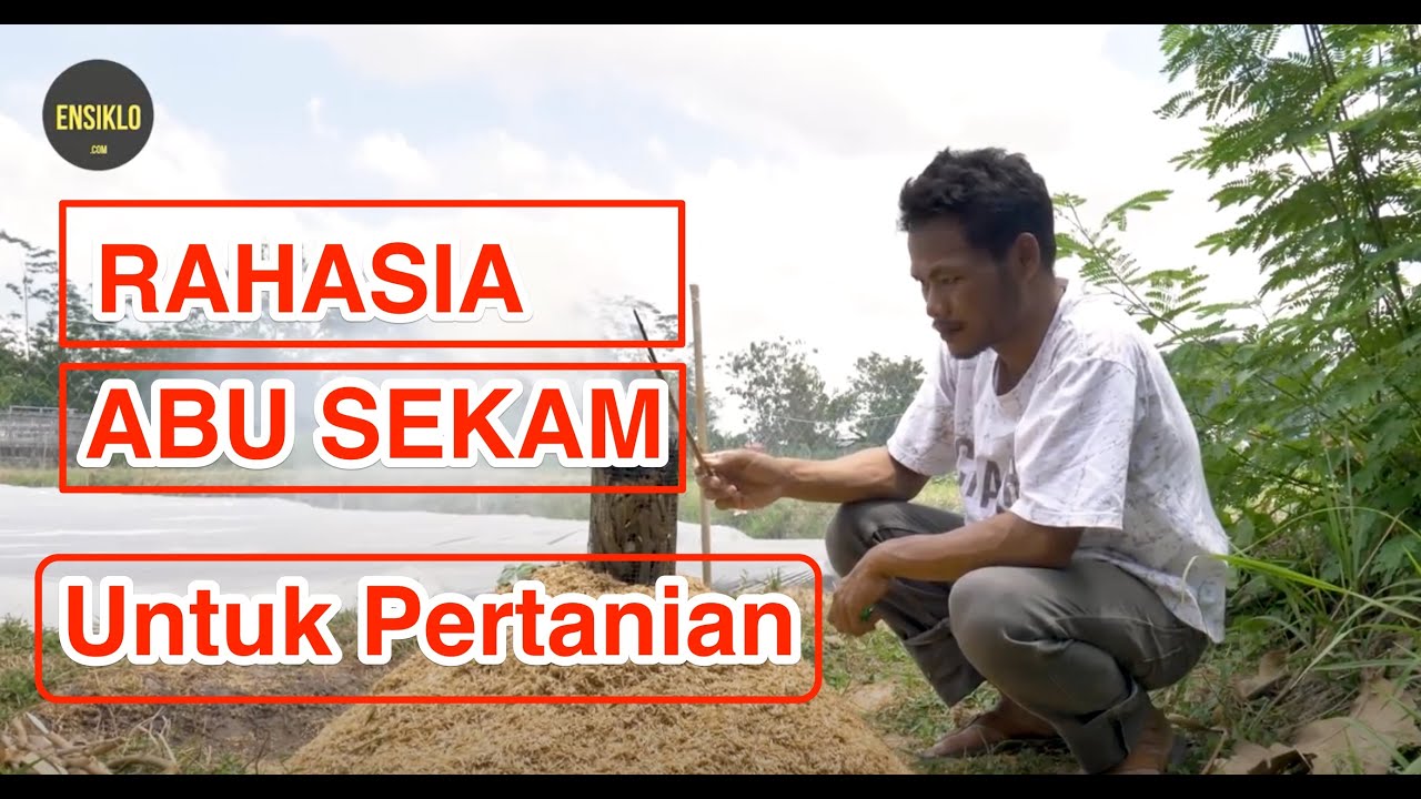 Rahasia Manfaat Abu Sekam untuk Lahan  Pertanian