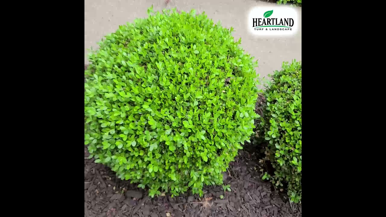 ⏱️Best time to trim ornamental bushes🏡
