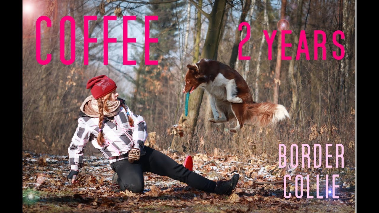 Coffee Border Collie ♥ 2 years ♥