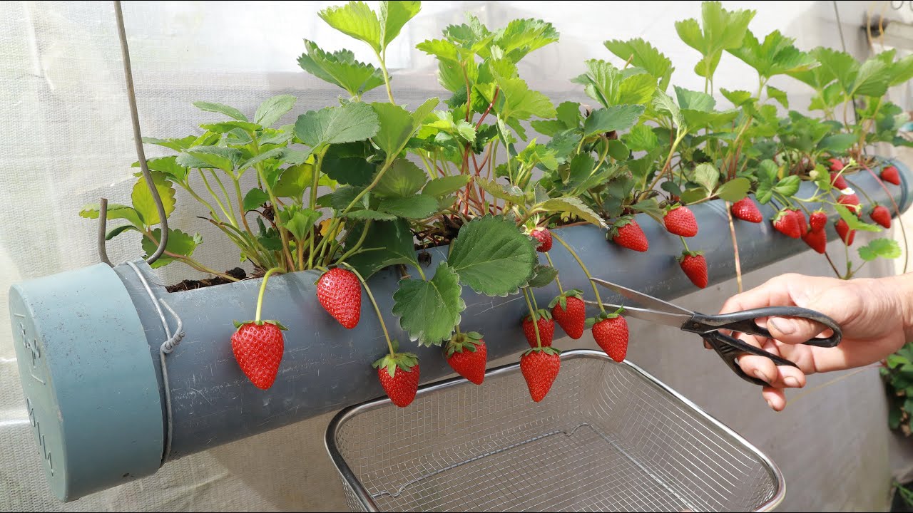 Great method to grow strawberries on the balcony - Abundant fruit
