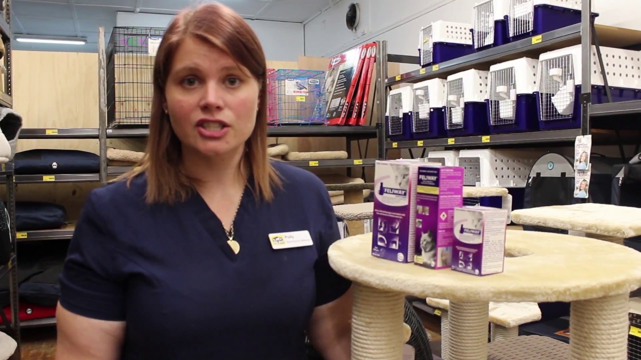 What is Feliway? Polly talks about the natural cat pheromone phenomenon