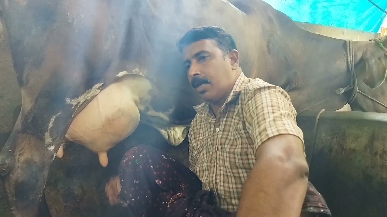 പശുവിൻറെ പ്രസവം 15 മിനിറ്റ് കൊണ്ട് എടുക്കുവാനുള്ള പൊടിക്കൈകൾ