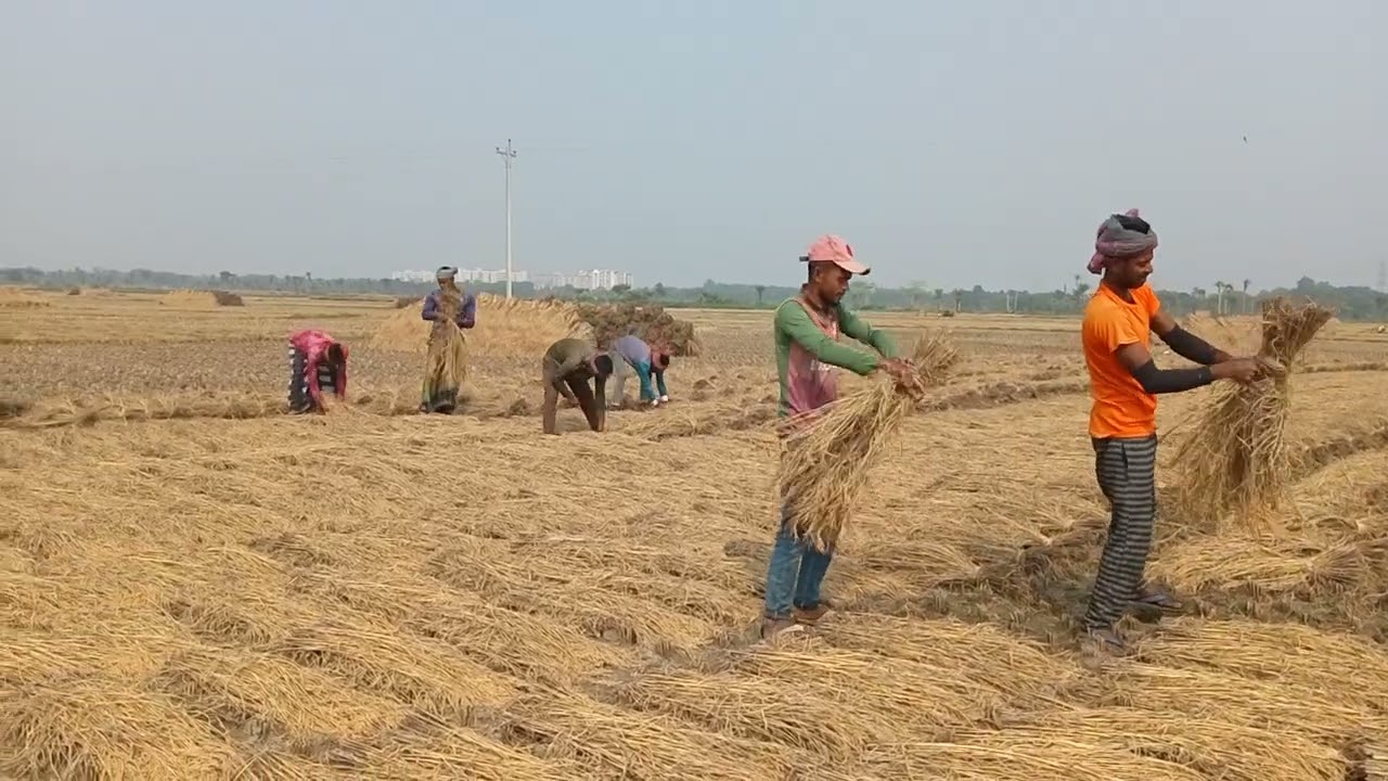 গ্রামের চাষিরা ধান বানতে বানতে গান ধরেছে! বাবা তোমার দরবারে/ #FM #যশোরী #গ্রামের #চাষী #ধান #funny 